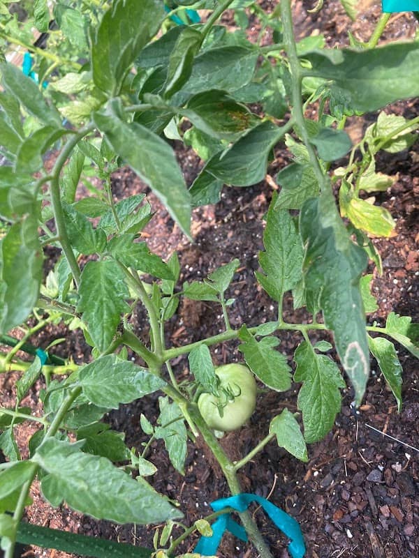 Saginaw Community Garden - Image 1