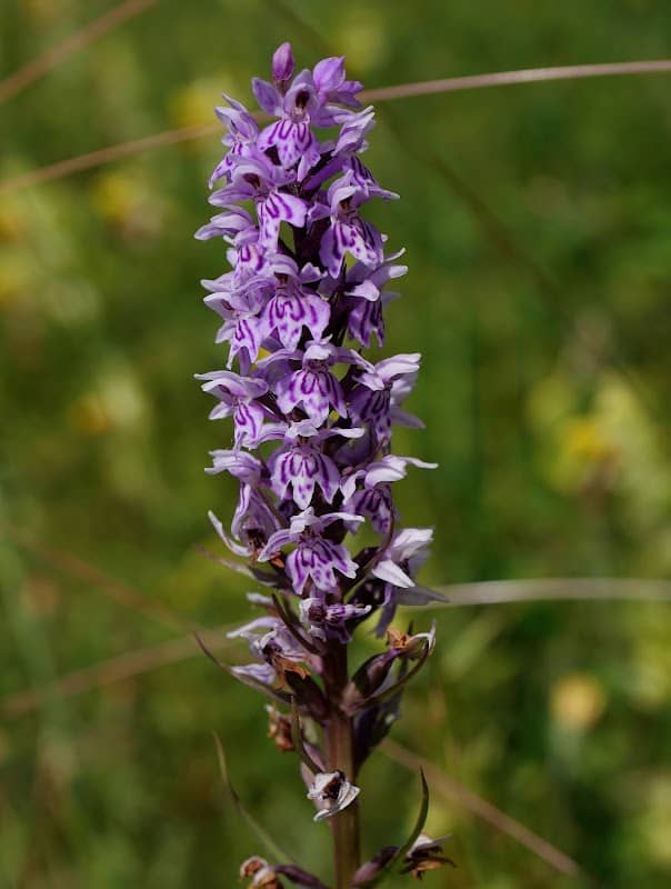 Howell Hill Nature Reserve - Image 1