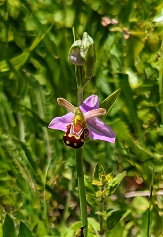 Howell Hill Nature Reserve - Image 2