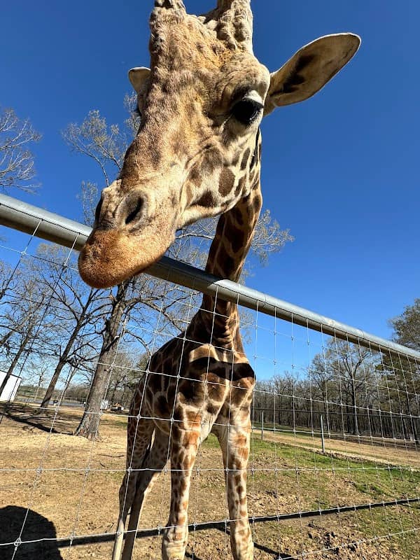 Giraffe Inn & Safari - Image 2