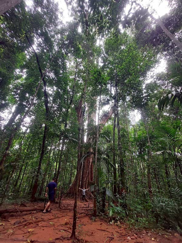 Giant Maca Tree, Koh Kood,Thailand. - Image 2