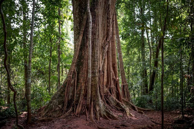 Giant Maca Tree, Koh Kood,Thailand. - Image 1