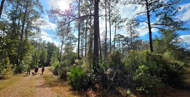 Welaka State Forest Sulphur Spring - Image 1