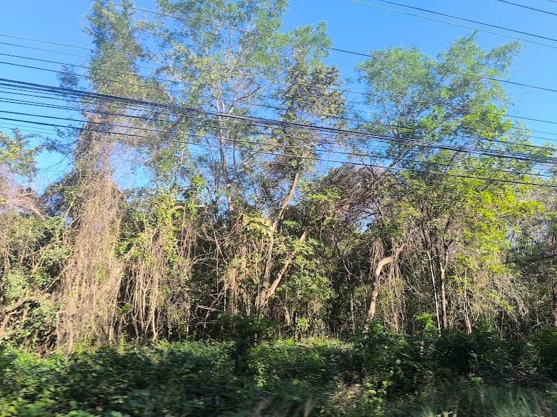 Bosque Cerro Carrasposo - Image 2