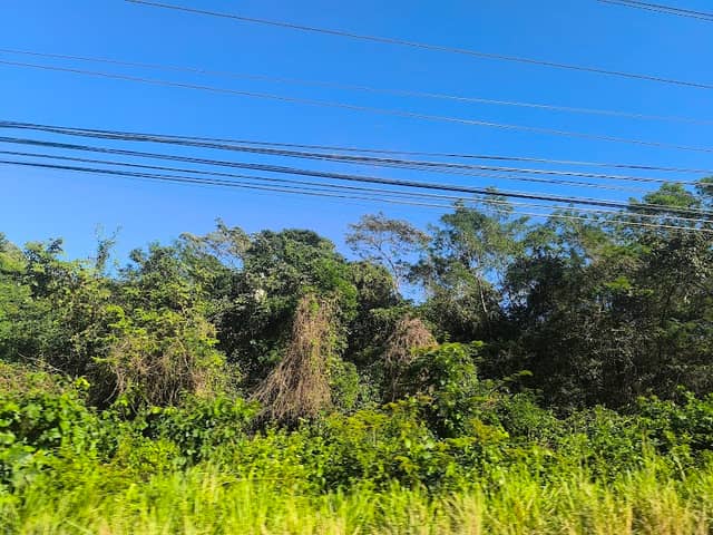 Bosque Cerro Carrasposo - Image 1