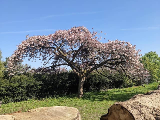 Braywick Arboretum - Image 2