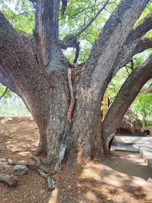 Gidijala village - Image 1