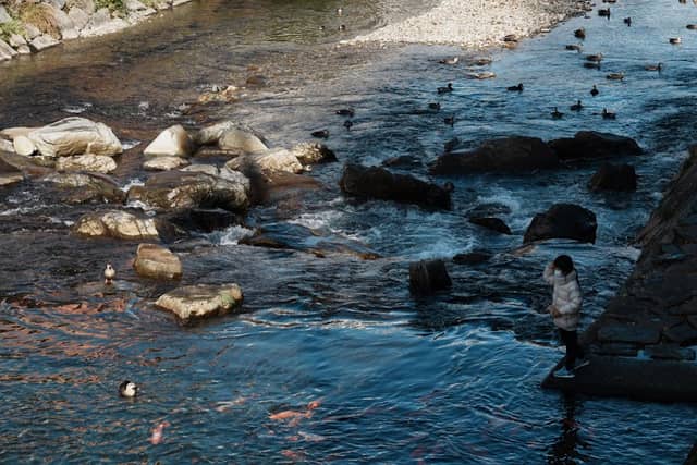 Miyagawa River - Image 2