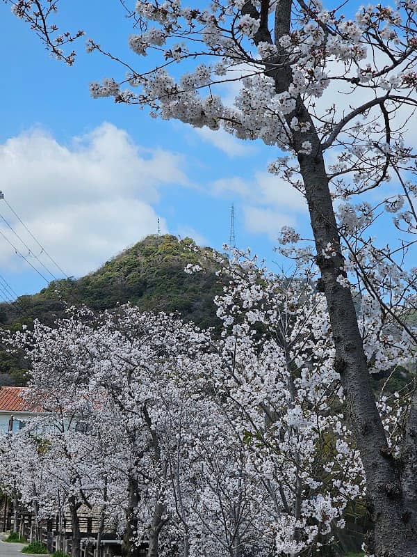 業平さくら通り(芦屋川さくら並木) - Image 2
