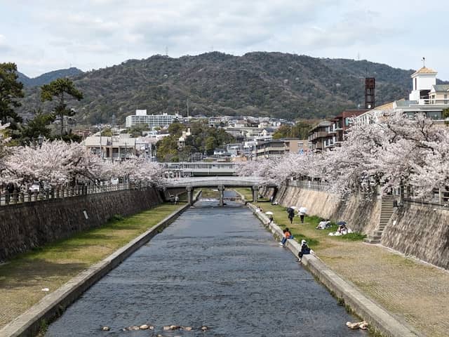 業平さくら通り(芦屋川さくら並木) - Image 3