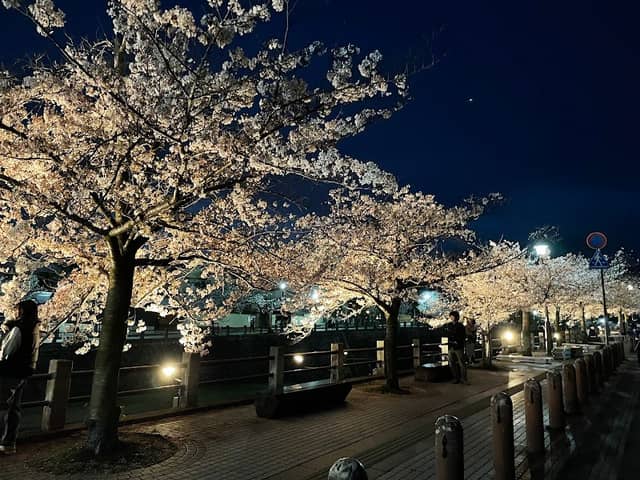業平さくら通り(芦屋川さくら並木) - Image 1