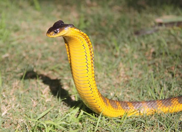 The West Australian Reptile Park - Image 1