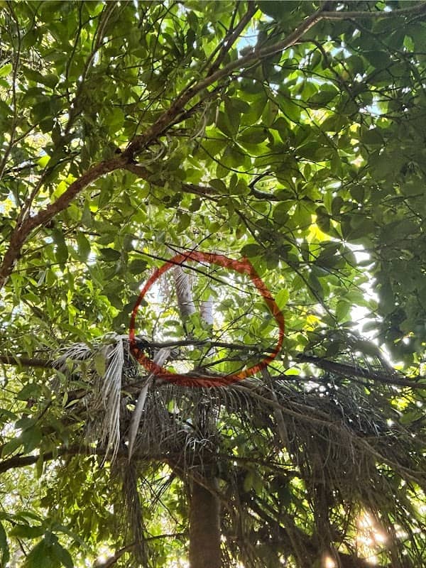 Double Coconut Tree - Image 1
