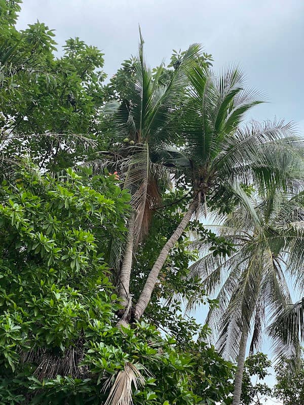 Double Coconut Tree - Image 2