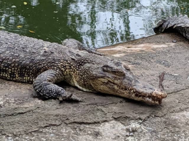 Miri Crocodile Farm Wildlife Mini Zoo - Image 1