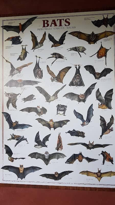 The Bat Jungle - Image 1