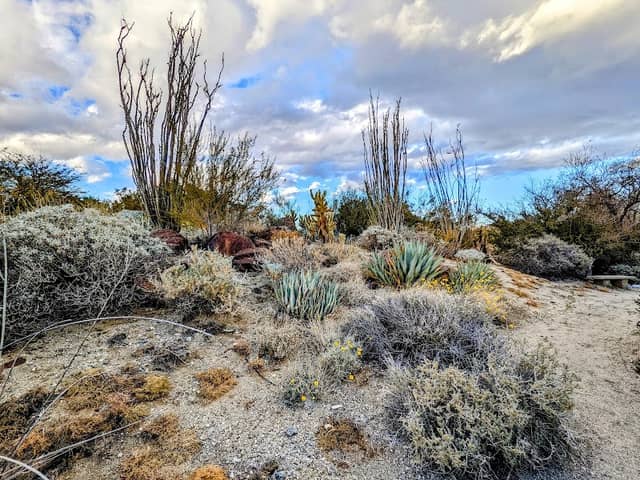 Colorado Desert Garden - Image 1