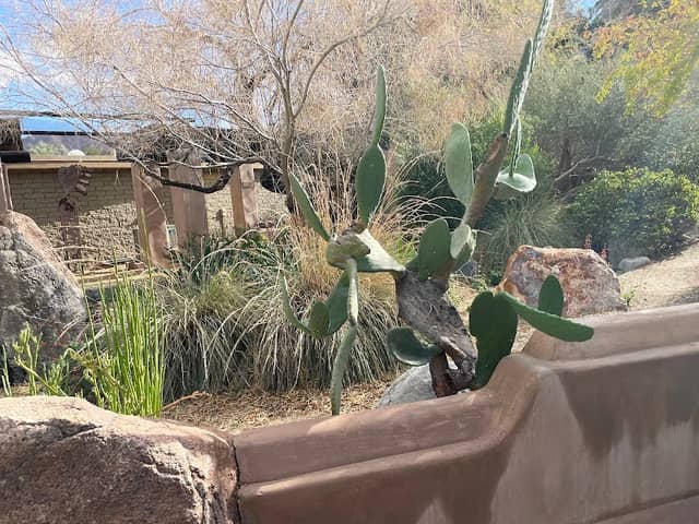 Colorado Desert Garden - Image 2