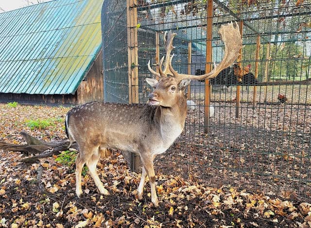 Zookoutek u zámku Fryštát - Image 1