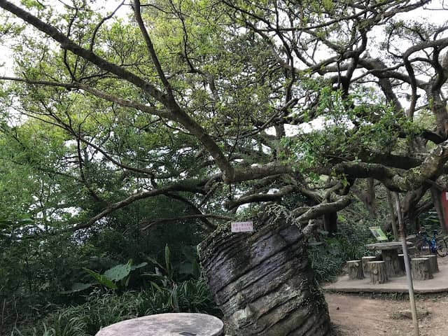 Hundred Years Banyan - Image 1