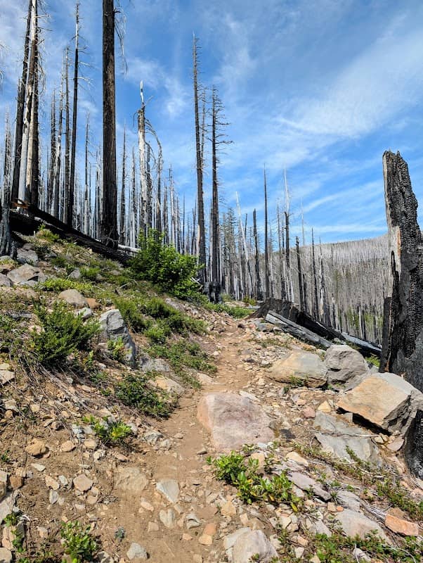 Mount Jefferson Wilderness - Image 3
