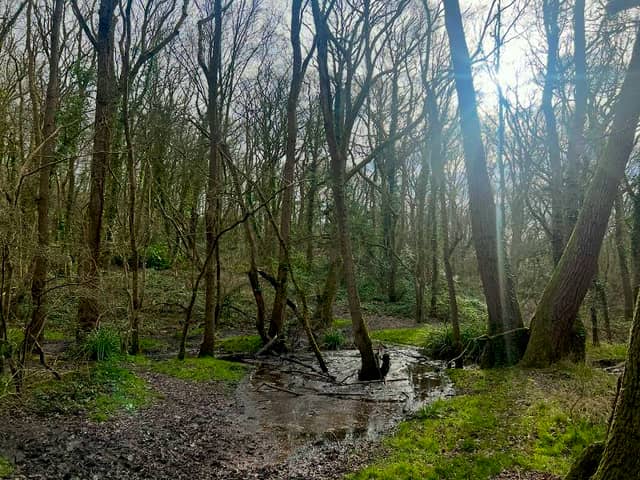 Middle Valley - Image 2
