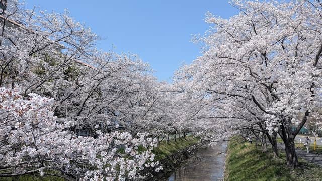 馬坂川桜並木 - Image 1