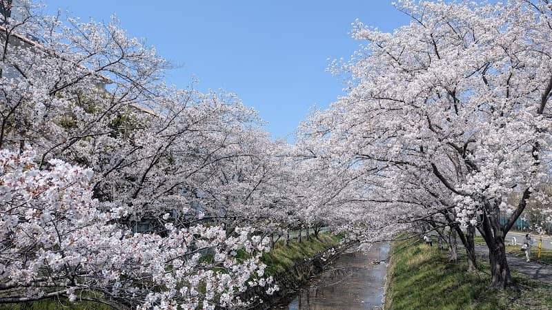 馬坂川桜並木 - Image 1