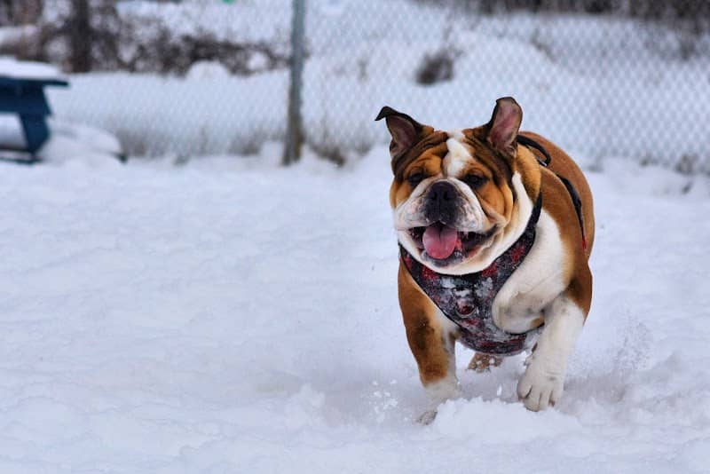 Buckingham Dog Park - Image 1