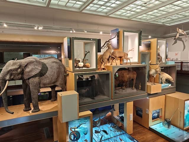 Great North Museum: Hancock - Image 1