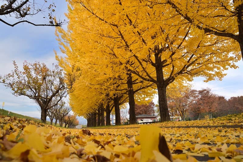 Koshoku Central Park - Image 2