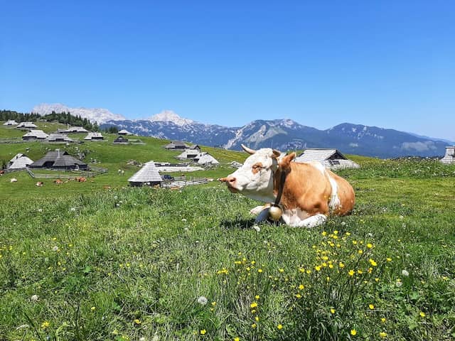 Velika Planina - zimski park - Image 3