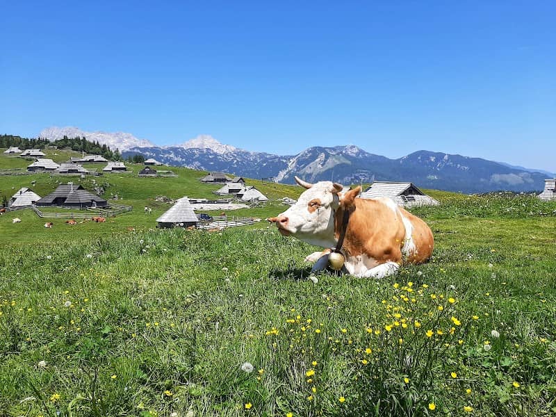 Velika Planina - zimski park - Image 3