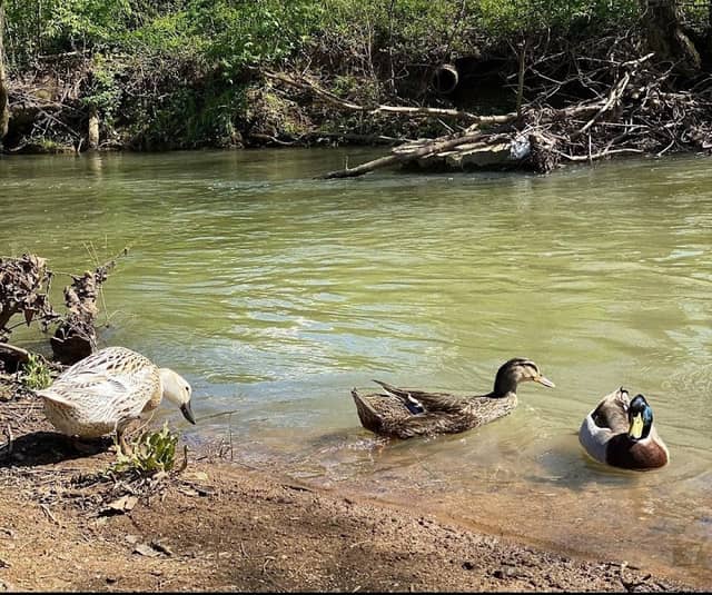 Duck Park - Image 2