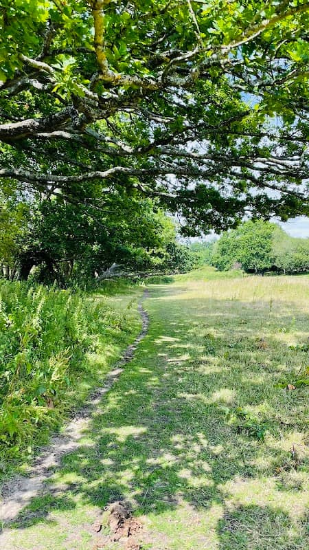 Bluebell Woods - Image 3