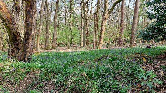 Bluebell Woods - Image 1