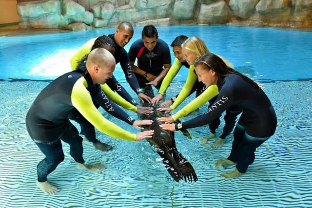 Sea Lion Point at Aquaventure World - Image 1