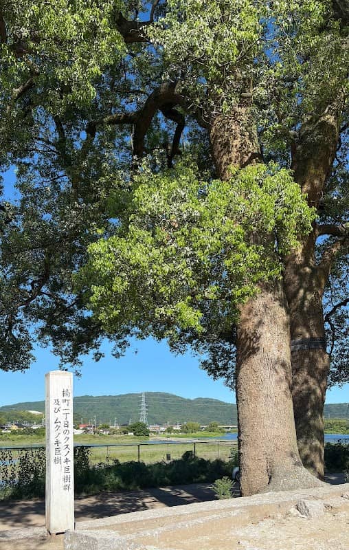 巨大楠群 - Image 1