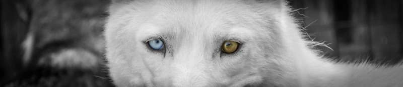 Huskytraum - Image 1