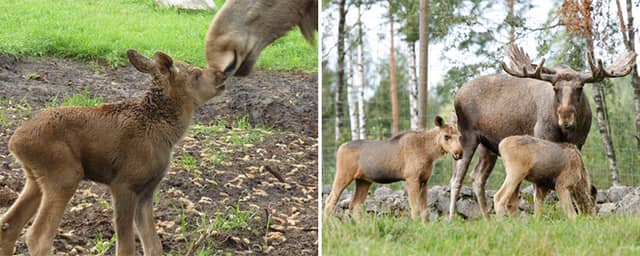 Elinge Elk Park - Image 1