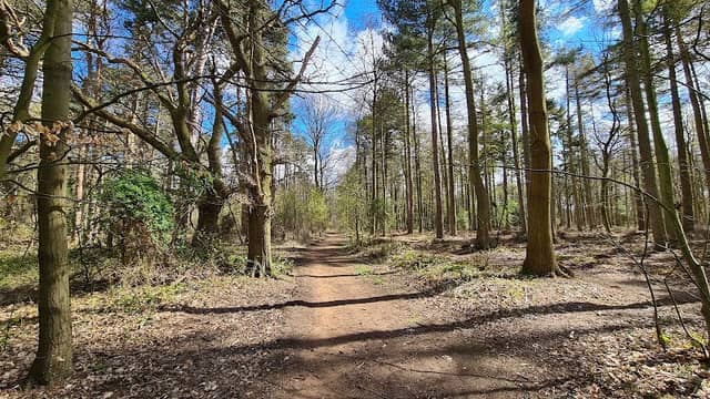 Snettisham Woods - Image 1