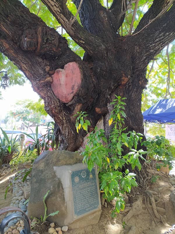 Kalayaan Tree - Image 2