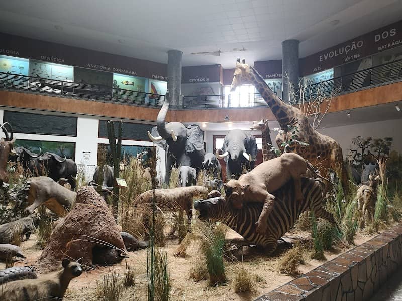 Museu de Historia Natural - Image 1