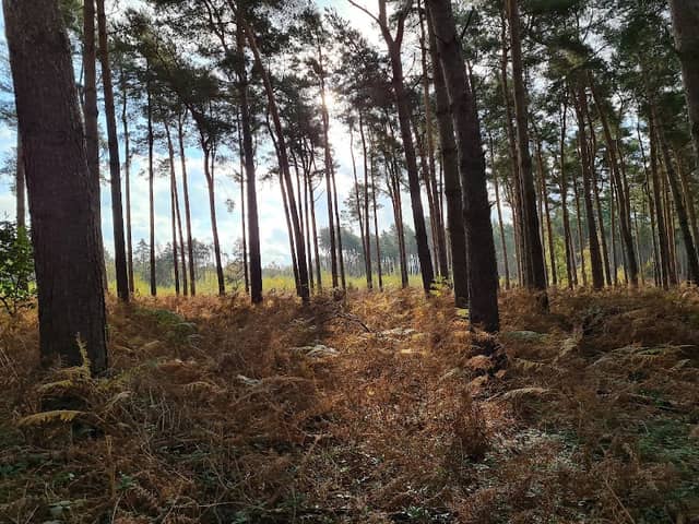 Broadland Country Park - Image 1