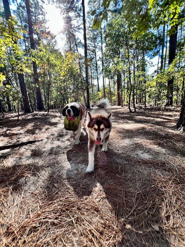 Martin Dog Park - Image 1
