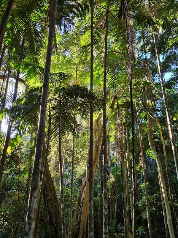 Sea Acres Rainforest Boardwalk - Image 2
