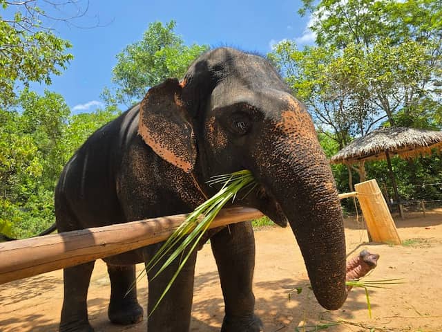 Elephant Jungle Sanctuary - Image 3