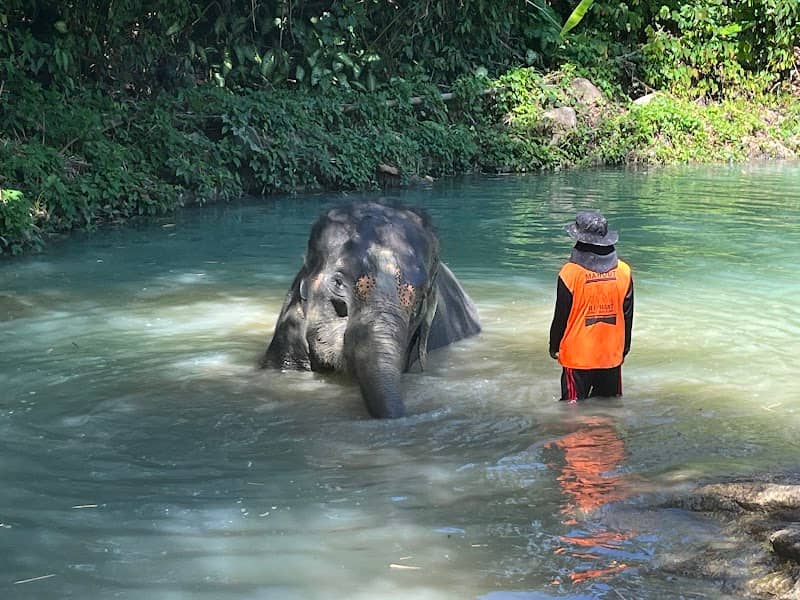 Elephant Jungle Sanctuary - Image 2