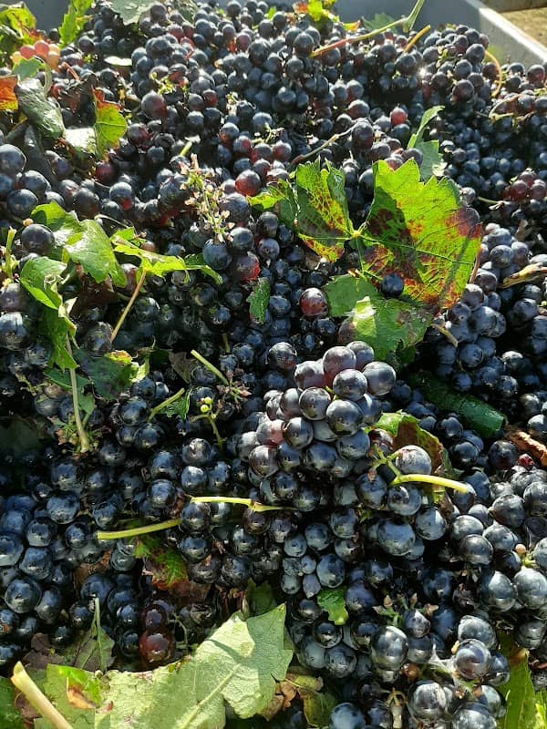 Tenute Gabellone Vini - Image 1