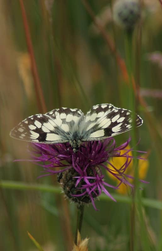 Martin Down National Nature Reserve - Image 3